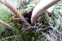 Amanita rubescens var. rubescens image