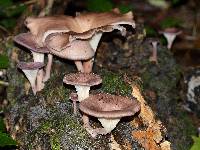 Lentinus strigosus image