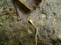 Ophiocordyceps sphecocephala image