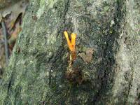 Cordyceps militaris image