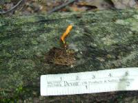 Cordyceps militaris image