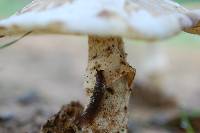 Amanita citrina f. lavendula image