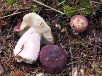 Russula olivacea image