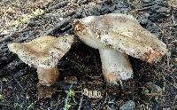 Russula adusta image