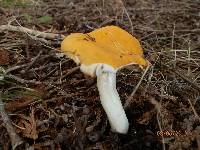 Russula ochroleucoides image