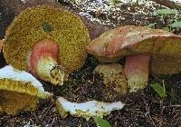 Boletus smithii image