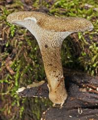 Polyporus brumalis image