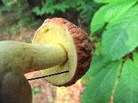 Boletus hortonii image