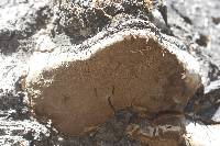 Phellinus tremulae image