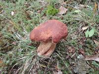 Boletus subcaerulescens image