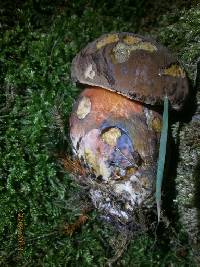 Boletus luridiformis image