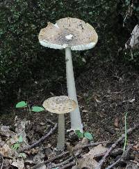 Amanita ceciliae image