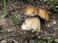 Boletus rubriceps image