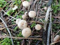 Marasmius pallidocephalus image