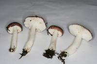 Russula fragilis image