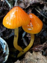 Hygrocybe psittacina var. perplexa image