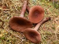 Lactarius camphoratus image