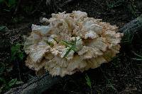 Laetiporus cincinnatus image