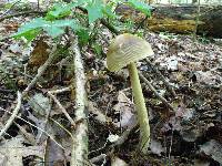 Amanita sect. Vaginatae image