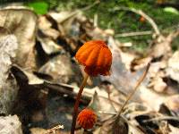 Marasmius siccus image