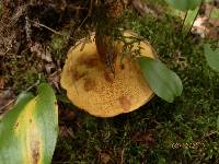 Suillus spraguei image