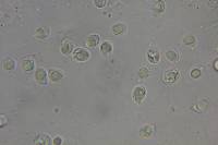 Amanita laurae image
