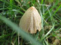 Conocybe apala image