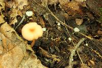 Entoloma roseum image