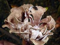 Trogia cantharelloides image