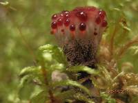 Hydnellum peckii image