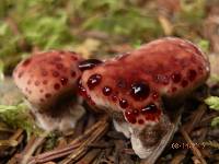 Hydnellum peckii image