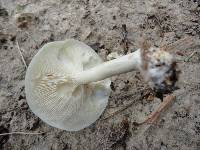 Clitocybe odora image