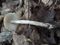 Amanita murrilliana image