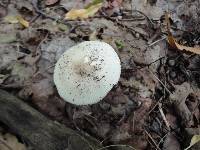 Amanita murrilliana image