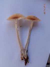 Amanita amerifulva image