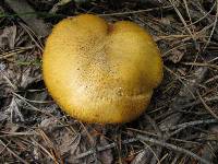 Suillus tomentosus image