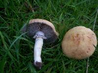 Stropharia coronilla image