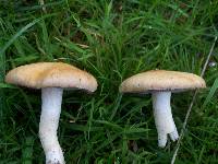 Stropharia coronilla image