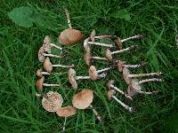 Marasmius oreades image