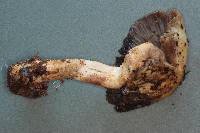 Stropharia hornemannii image