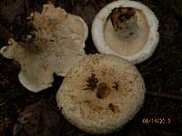 Lactarius deceptivus image