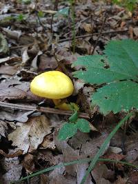 Boletus curtisii image