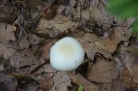 Amanita brunnescens var. pallida image