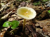 Amanita praecox image