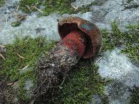 Boletus luridiformis image