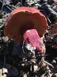 Boletus bicoloroides image