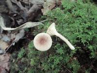 Lactarius griseus image