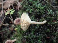 Lactarius griseus image