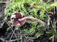 Melanophyllum haematospermum image