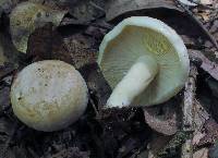 Lactarius chrysorrheus image